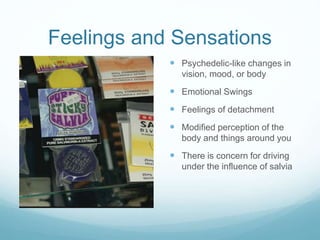 Feelings and Sensations
 Psychedelic-like changes in
vision, mood, or body
 Emotional Swings
 Feelings of detachment
 Modified perception of the
body and things around you
 There is concern for driving
under the influence of salvia
 
