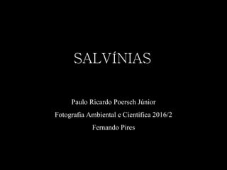 SALVÍNIAS
Paulo Ricardo Poersch Júnior
Fotografia Ambiental e Científica 2016/2
Fernando Pires
 