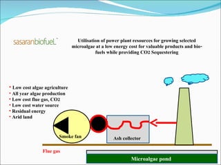 Utilisation of power plant resources for growing selected microalgae at a low energy cost for valuable products and bio-fuels while providing CO2 Sequestering Low cost algae agriculture  All year algae production  Low cost flue gas, CO2 Low cost water source Residual energy Arid land  Smoke fan Ash collector Flue gas Microalgae pond 