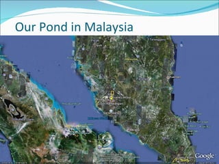 Our Pond in Malaysia 