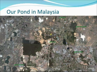 Our Pond in Malaysia 