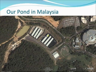 Our Pond in Malaysia 