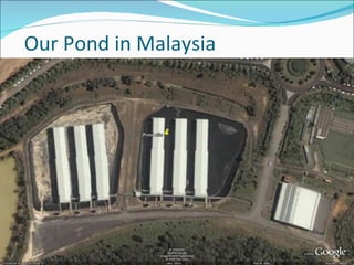 Our Pond in Malaysia 