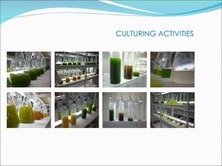 CULTURING ACTIVITIES 