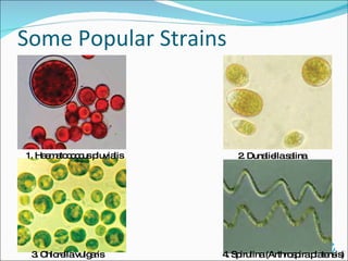 Some Popular Strains 4. Spirulina (Arthrospira platensis) 3. Chlorella vulgaris  1. Haematococcus pluvialis 2. Dunaliella salina 