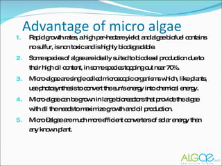 Advantage of micro algae Rapid growth rates, a high per-hectare yield; and algae biofuel contains no sulfur, is non toxic and is highly biodegradable. Some species of algae are ideally suited to biodiesel production due to their high oil content, in some species topping out near 70%. Micro-algae are single celled microscopic organisms which, like plants, use photosynthesis to convert the sun's energy into chemical energy. Micro-algae can be grown in large bioreactors that provide the algae with all the needs to maximize growth and oil production. Micro –algae are much more efficient converters of solar energy than any known plant. 