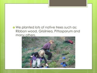  We planted lots of native trees such as:
Ribbon wood, Grisilniea, Pittosporum and
many others.
 