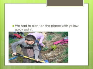  We had to plant on the places with yellow
spray paint.
 
