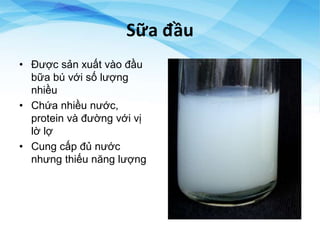 Sữa đầu
• Được sản xuất vào đầu
bữa bú với số lượng
nhiều
• Chứa nhiều nước,
protein và đường với vị
lờ lợ
• Cung cấp đủ nước
nhưng thiếu năng lượng
 