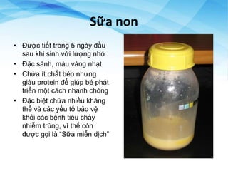 Sữa non
• Được tiết trong 5 ngày đầu
sau khi sinh với lượng nhỏ
• Đặc sánh, màu vàng nhạt
• Chứa ít chất béo nhưng
giàu protein để giúp bé phát
triển một cách nhanh chóng
• Đặc biệt chứa nhiều kháng
thể và các yếu tố bảo vệ
khỏi các bệnh tiêu chảy
nhiễm trùng, vì thế còn
được gọi là “Sữa miễn dịch”
 