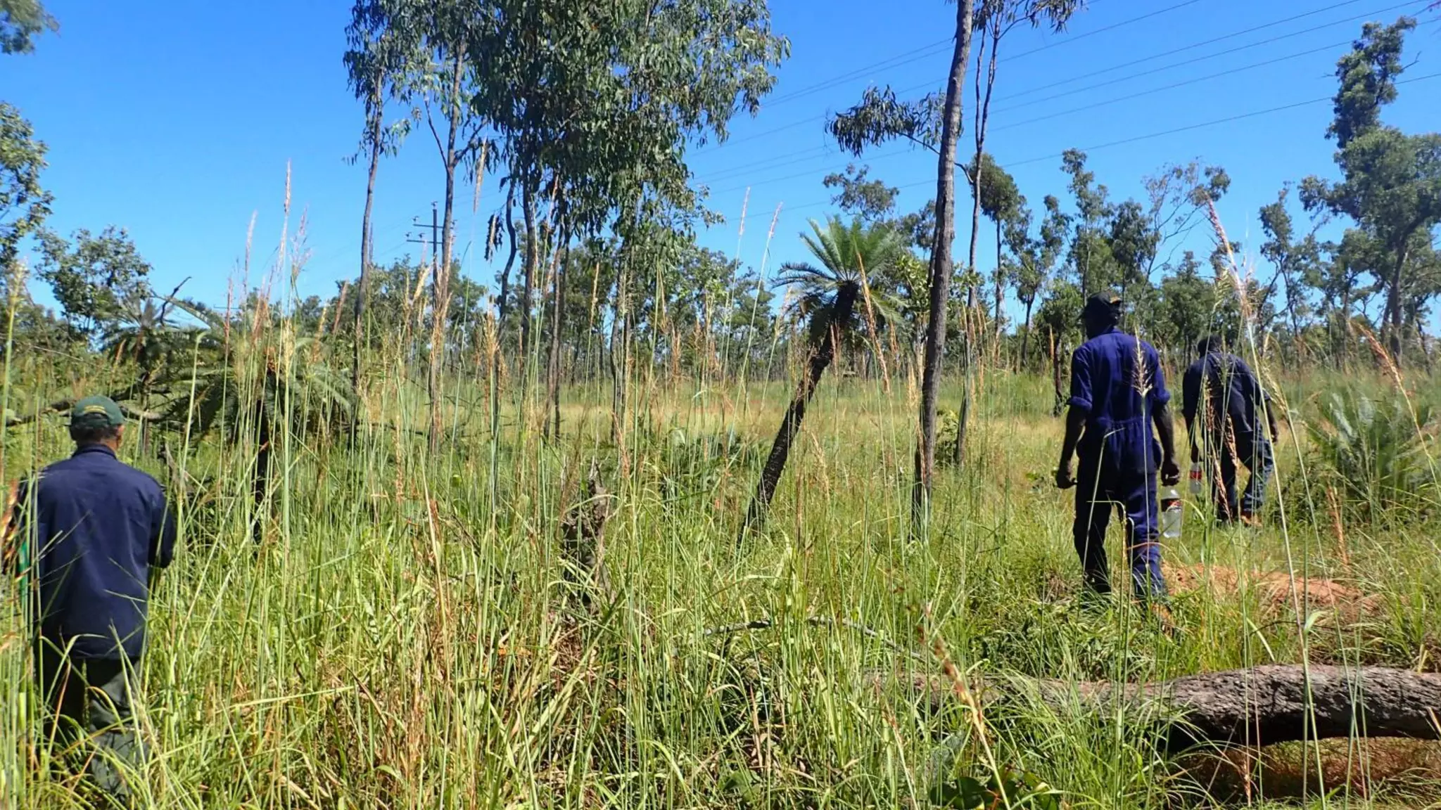 • Photos of clearing and fencing / rangers on
leases
 