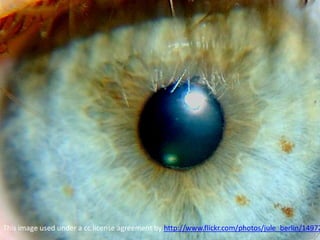 This image used under a cc license agreement by http://www.flickr.com/photos/jule_berlin/1497273833/