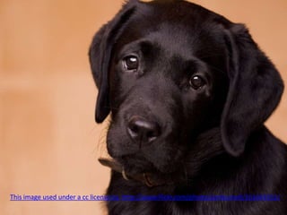 This image used under a cc license by  http://www.flickr.com/photos/jonburnell/161645931/