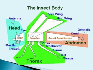 INSECTS | PPTX