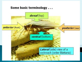 INSECTS | PPTX