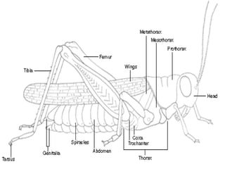 Basic Characteristics Of Insects INSECTS | PPTX