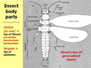 INSECTS | PPTX