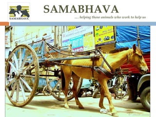 SAMABHAVA
…. helping those animals who work to help us
 