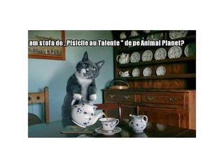 Sa mai zimbim
