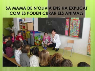 SA MAMA DE N’OLIVIA ENS HA EXPLICAT
COM ES PODEN CURAR ELS ANIMALS
 