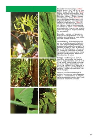Descrição–visíveisemcampo:Adultos:
epífitos, eretos, cerca de 60 cm, mas
podem chegar até 1,2 m (A). Folhas:
inteiras, em forma de uma elipse alongada (D), margem irregular, levemente
serreada a inteira (C), férteis e estéreis
semelhantes na forma. Nervuras: as
secundáriaslivres,paralelas,fazendoum
ângulo de 70º com a nervura principal
da folha (visível na foto B). Caule: formando uma densa massa de raízes de
cor marrom e aspecto esponjoso, que
se aderem ao tronco. Soros: lineares,
acompanhando a nervura da pina do
centro em direção às margens da folha
(B), com indúsio.
Descrição – visíveis em laboratório:
As escamas que recobrem o caule são
castanho-avermelhadas e suas células
possuem paredes espessas.

Dicas de campo: Pode ser distingüido
por por ser epífita, possuir folhas inteiras, pelas margens da folha serreada e
pelos soros alongados, formando linha
paralelas no meio da folha (B). Assemelha-se a A. stuebelianum e a A. pearcei
(na forma com folhas inteiras), ambos
com pecíolo mais evidente, uma massa
de raízes mais esponjosa. A textura da
folha é como a de couro.
Ecologia e distribuição: É comum.
Cresce no sub-bosque de florestas
densas, freqüentemente entre 1 a 10
m de altura, sobre árvores próximas
aos cursos d’água. Ocorre desde o sul
dos E.U.A. (Flórida) até o Paraguai e
Argentina, inclusive em ilhas do Caribe
(Antilhas, Trinidad e Tobago) e do Pacífico (Galápagos).
Observaçãosobreonomedaespécie:
A palavra serratum no nome da espécie
refere-se à borda serreada da margem
da folha, apesar da margem desta espécie não ser claramente serreada.

10

 