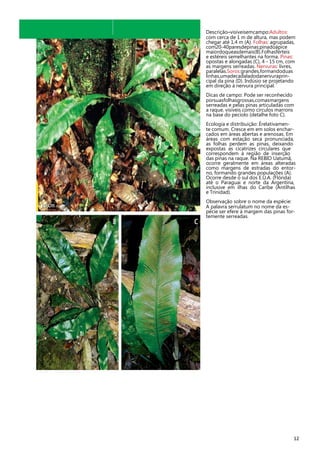 Descrição–visíveisemcampo:Adultos:
com cerca de 1 m de altura, mas podem
chegar até 1,4 m (A). Folhas: agrupadas,
com20-40paresdepinas;pinadoápice
maiordoqueasdemais(B).Folhasférteis
e estéreis semelhantes na forma. Pinas:
opostas e alongadas (C), 4 - 15 cm, com
as margens serreadas. Nervuras: livres,
paralelas.Soros:grandes,formandoduas
linhas,umadecadaladodanervuraprincipal da pina (D). Indúsio se projetando
em direção à nervura principal.
Dicas de campo: Pode ser reconhecido
porsuasfolhasgrossas,comasmargens
serreadas e pelas pinas articuladas com
a raque, visíveis como círculos marrons
na base do pecíolo (detalhe foto C).
Ecologia e distribuição: Érelativamente comum. Cresce em em solos encharcados em áreas abertas e arenosas. Em
áreas com estação seca pronunciada,
as folhas perdem as pinas, deixando
expostas as cicatrizes circulares que
correspondem à região de inserção
das pinas na raque. Na REBIO Uatumã,
ocorre geralmente em áreas alteradas
como margens de estradas do entorno, formando grandes populações (A).
Ocorre desde o sul dos E.U.A. (Flórida)
até o Paraguai e norte da Argentina,
inclusive em ilhas do Caribe (Antilhas
e Trinidad).
Observação sobre o nome da espécie:
A palavra serrulatum no nome da espécie ser efere à margem das pinas fortemente serreadas.

12

 