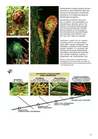Folhascférteis e estéreis podem ser bem
Parecidas ou bem diferentes (além das
Estruturas reprodutivas) e asimilaridade pode ser um caráter que ajuda na
identificação da espécie.
Samambaias e licófitas incluem todas as plantas que apresentam as
características descritas acima. No
entanto, a reunião de todas as espécies com tais semelhanças morfológicas em apenas um único grupo é
reconhecidamente uma classificação
que chamamos de “artificial”, uma
vez que nem todas as espécies

evoluíram a partir de um mesmo
ancestral comum, um dos critérios
para definir grupos biológicos. Na
realidade, o ancestral comum desses
grupos também é o ancestral das
plantascomsementes.Aclassificação
das plantas vasculares sem sementes
tem sofrido mudanças recentes e
atualmente são reconhecidos dois
Báculos (folhas jovens, se desenrolando),
protegidos por escamas (A, B) e por pêlos (C).
A) Cyathea lasiosora, B) Lomariopsis prieuriana
e C) Hemionitis rufa.

13

 