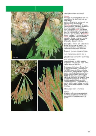 Descrição–visíveis em campo:
Adutos:
terrestres ou sobre pedras, com cerca de 50 cm de altura (A), mas podem chegar
até1m,inteiramente recobertos por
pêlos brancos e compridos
(C).Folhas: pinadas, com5-12 pares
de pinas férteis e estéreis semelhantes na forma, porém as férteis
mais compridas. Pinas: com a base
em forma de coração, com cerca de
4 cm de comprimento, pinado ápice
maior do que as demais (B). Pecíolo:
longo, com até 25 Cm comprimento.
Soros: formando linhas levemente
curvadas desde a nervure central
da pina até a margem, às vezes
bifurcados (D), sem indúsio.
Descrição – visíveis em laboratorio:
Ápice do rizoma recoberto por
escamas castanho-claras ou avermelhadas, brilhantes e filiformes.
Dicas de campo: A característicasmais marcante da espécie são os
pêlos brancos compridos recobrindo
todo o individuo.
Quando férteis, os soros lineares,
levemente curvados eàs vezes bifurcados são uma boa dica.
Ecologia e distribuição: É rara. Ocorre em áreas abertas e pedregosas.
Na REBIO Uatumã, foi encontrada
apenas uma população em uma pequena área de pedras e dossel aberto. Os indivíduios encontrados na
REBIO do Uatumã possuem a base
das pinas em forma de coração, uma
característica diferente da maioria
dos demais indivíduos conheciDos desta espécie. Ocorre desde o
sul do México até a Bolívia, nas Guianas e norte do Brasil e nas Grandes
Antilhas.
Observação sobre o nome da
epécie:
A palavra rufa no nome da espécie
se refere aos pêlos avermelhados
que recobrem todas as partes da
planta.

15

 