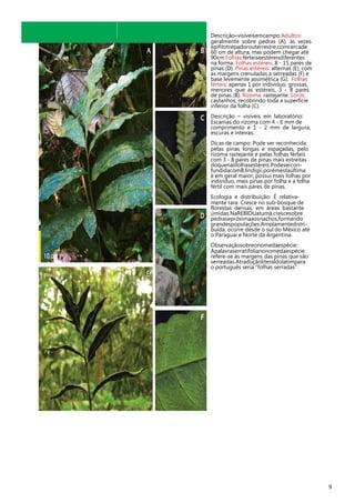 Descrição–visíveisemcampo:Adultos:
geralmente sobre pedras (A), às vezes
epífitotrepadorouterrestre,comcercade
60 cm de altura, mas podem chegar até
90cm.Folhas:férteiseestéreisdiferentes
na forma. Folhas estéreis: 8 - 15 pares de
pinas (D). Pinas estéreis: alternas (E), com
as margens crenuladas a serreadas (F) e
base levemente assimétrica (G). Folhas
férteis: apenas 1 por indivíduo, grossas,
menores que as estéreis, 3 - 8 pares
de pinas (B). Rizoma: rastejante. Soros:
castanhos, recobrindo toda a superfície
inferior da folha (C).
Descrição – visíveis em laboratório:
Escamas do rizoma com 4 - 6 mm de
comprimento e 1 - 2 mm de largura,
escuras e inteiras.
Dicas de campo: Pode ser reconhecida
pelas pinas longas e espaçadas, pelo
rizoma rastejante e pelas folhas férteis
com 3 - 8 pares de pinas mais estreitas
doquenasfolhasestéreis.PodeserconfundidacomB.lindigii,porémestaúltima
é em geral maior, possui mais folhas por
indivíduo, mais pinas por folha e a folha
fértil com mais pares de pinas.
Ecologia e distribuição: É relativamente rara. Cresce no sub-bosque de
florestas densas, em áreas bastante
úmidas.NaREBIOUatumã,crescesobre
pedrasepróximaaosriachos,formando
grandespopulações.Amplamentedistribuída, ocorre desde o sul do México até
o Paraguai e Norte da Argentina.
Observaçãosobreonomedaespécie:
Apalavraserratifolianonomedaespécie
refere-se às margens das pinas que são
serreadas.Atraduçãoliteraldolatimpara
o português seria “folhas serradas”.

9

 