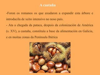 A castaña 
-Foron os romanos os que axudaron a expandir esta árbore e 
introducila de xeito intensivo no noso país. 
- Ata a chegada da pataca, despois da colonización de América 
(s. XV), a castaña, constituíu a base da alimentación en Galicia, 
e en moitas zonas da Península Ibérica 
