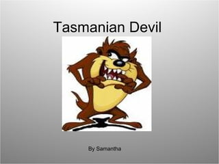 Tasmanian Devil By Samantha 