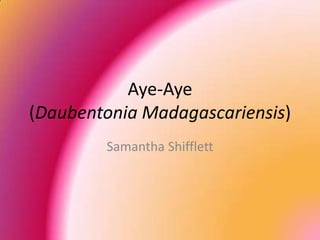 Aye-Aye
(Daubentonia Madagascariensis)
        Samantha Shifflett
 