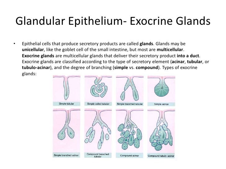 Samantha Blum histo study guide 1