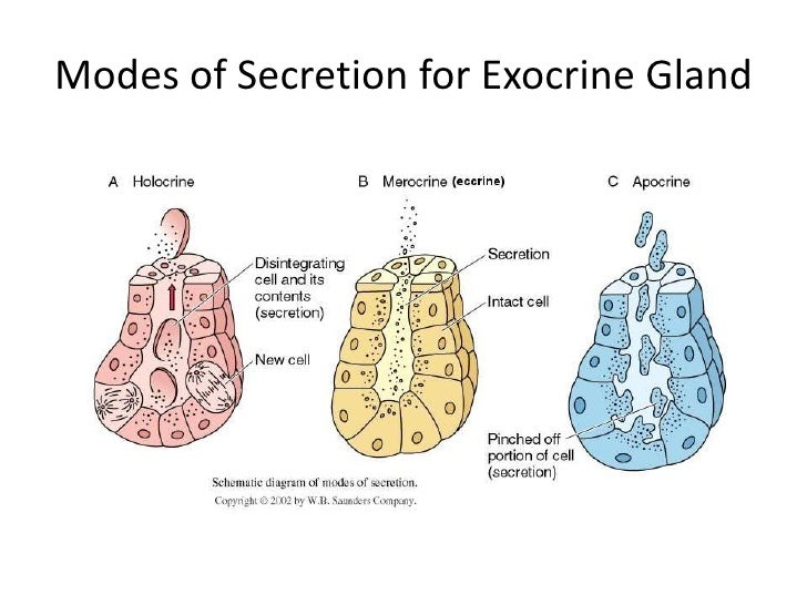Samantha Blum histo study guide 1