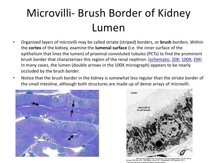 Samantha Blum histo study guide 1