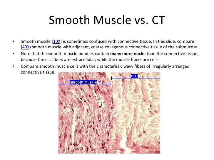Samantha blum histo study guide 2