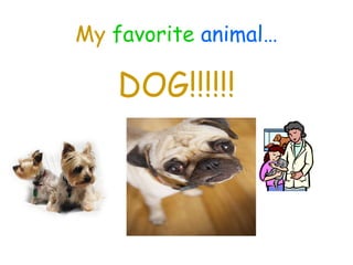 My   favorite   animal… DOG!!!!!! 