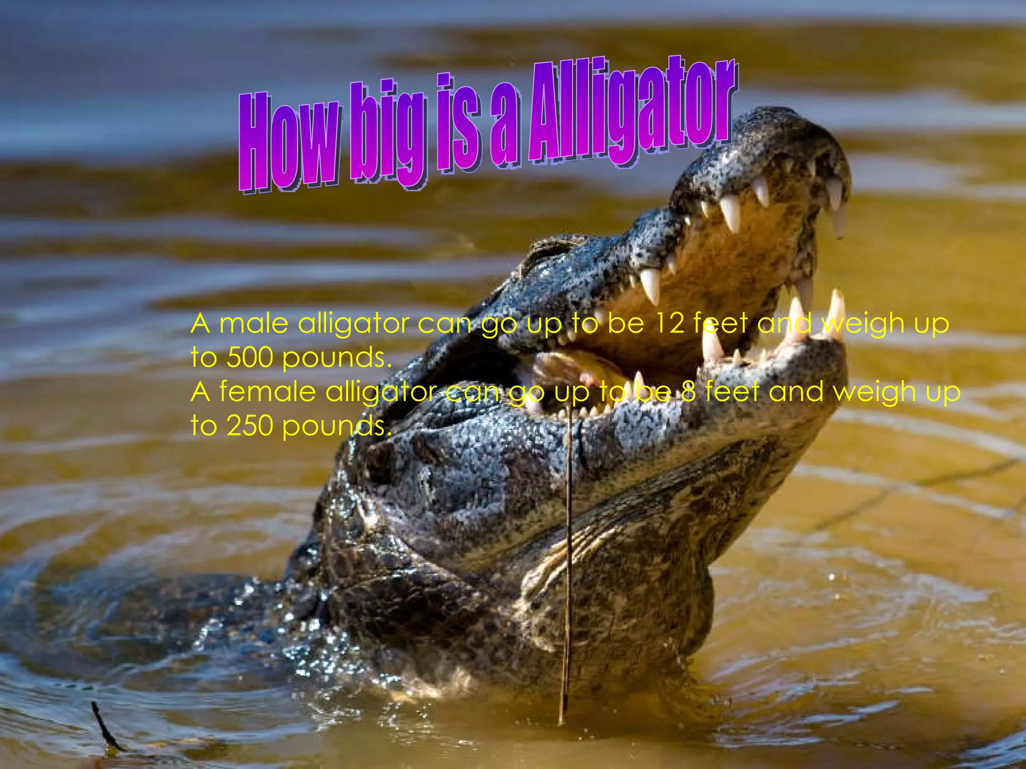 How Big are Alligators? A male alligator can go up to be 12 feet and weigh up to 500 pounds. A female alligator can go up to be 8 feet and weigh up to 250 pounds. How big is a Alligator 