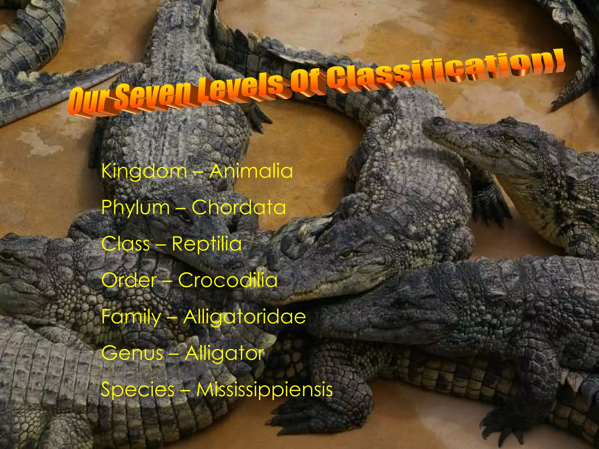 Our Seven Levels Of Classification! Kingdom – Animalia Phylum – Chordata Class – Reptilia Order – Crocodilia Family – Alligatoridae Genus – Alligator Species – Mississippiensis   