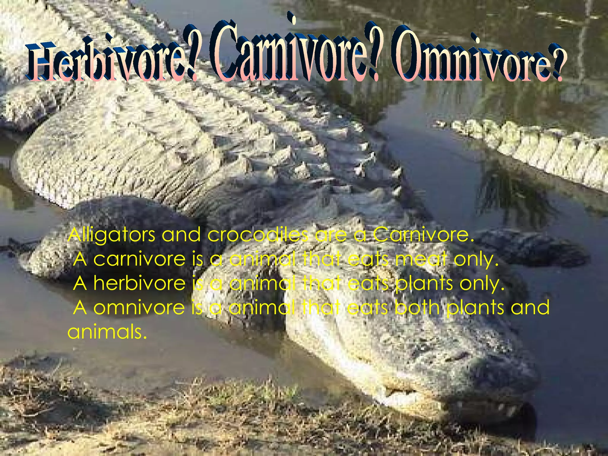 Herbivore? Carnivore? Or Omnivore? Herbivore? Carnivore? Omnivore? Alligators and crocodiles are a Carnivore. A carnivore is a animal that eats meat only. A herbivore is a animal that eats plants only. A omnivore is a animal that eats both plants and animals. 