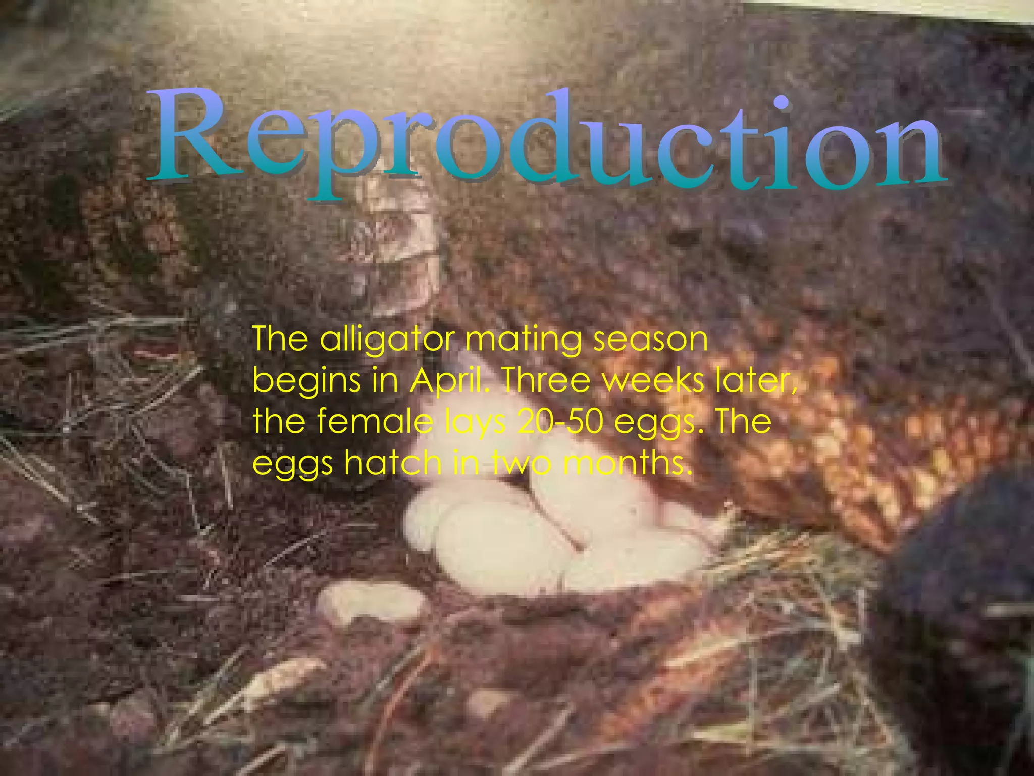Reproduction The alligator mating season begins in April. Three weeks later, the female lays 20-50 eggs. The eggs hatch in two months. 