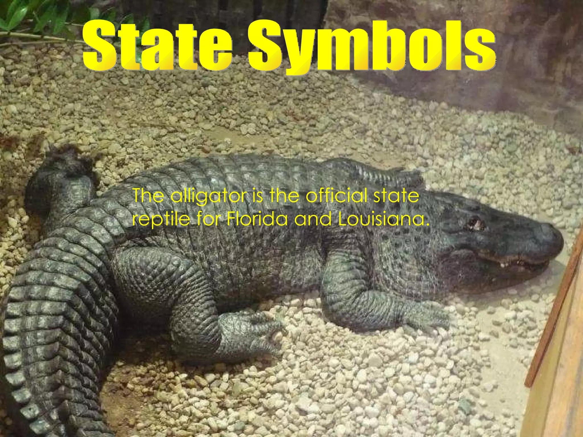 State Symbols State Symbols The alligator is the official state reptile for Florida and Louisiana. 