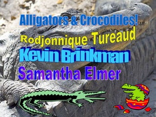 Alligators & Crocodiles! Rodjonnique Tureaud Kevin Brinkman Samantha Elmer 