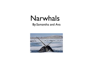 Narwhals
By:Samantha and Ava
 
