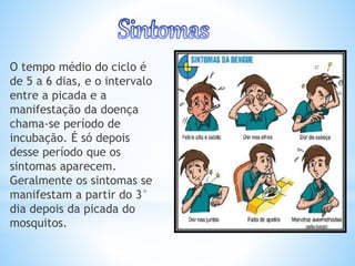 O tempo médio do ciclo é
de 5 a 6 dias, e o intervalo
entre a picada e a
manifestação da doença
chama-se período de
incubação. É só depois
desse período que os
sintomas aparecem.
Geralmente os sintomas se
manifestam a partir do 3°
dia depois da picada do
mosquitos.
 