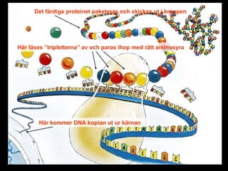 Här kommer DNA kopian ut ur kärnan Här läses ”tripletterna” av och paras ihop med rätt aminosyra Det färdiga proteinet paketeras och skickas ut i kroppen 