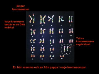 23 par kromosomer En från mamma och en från pappa i varje kromosompar Två av kromosomerna avgör könet Varje kromosom består av en DNA molekyl 