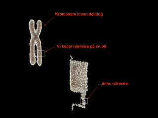 Kromosom innan delning Vi kollar närmare på en bit … ännu närmare 