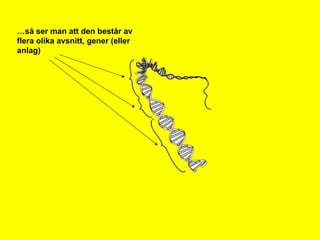 … så ser man att den består av flera olika avsnitt, gener (eller anlag) 