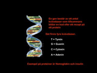 En gen består av ett antal kvävebaser som tillsammans bildar en kod eller ett recept på ett protein  Exempel på proteiner är Hemoglobin och insulin Det finns fyra kvävebaser. T = Tymin G = Guanin C = Cytosin A = Adenin 